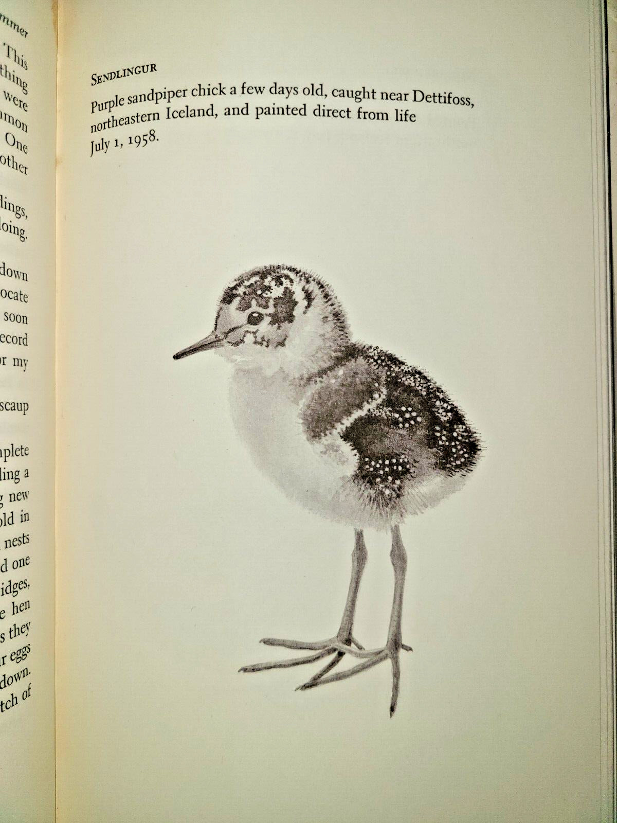 SIGNED! Vtg HC book, Iceland Summer by George Miksch Sutton, 1961