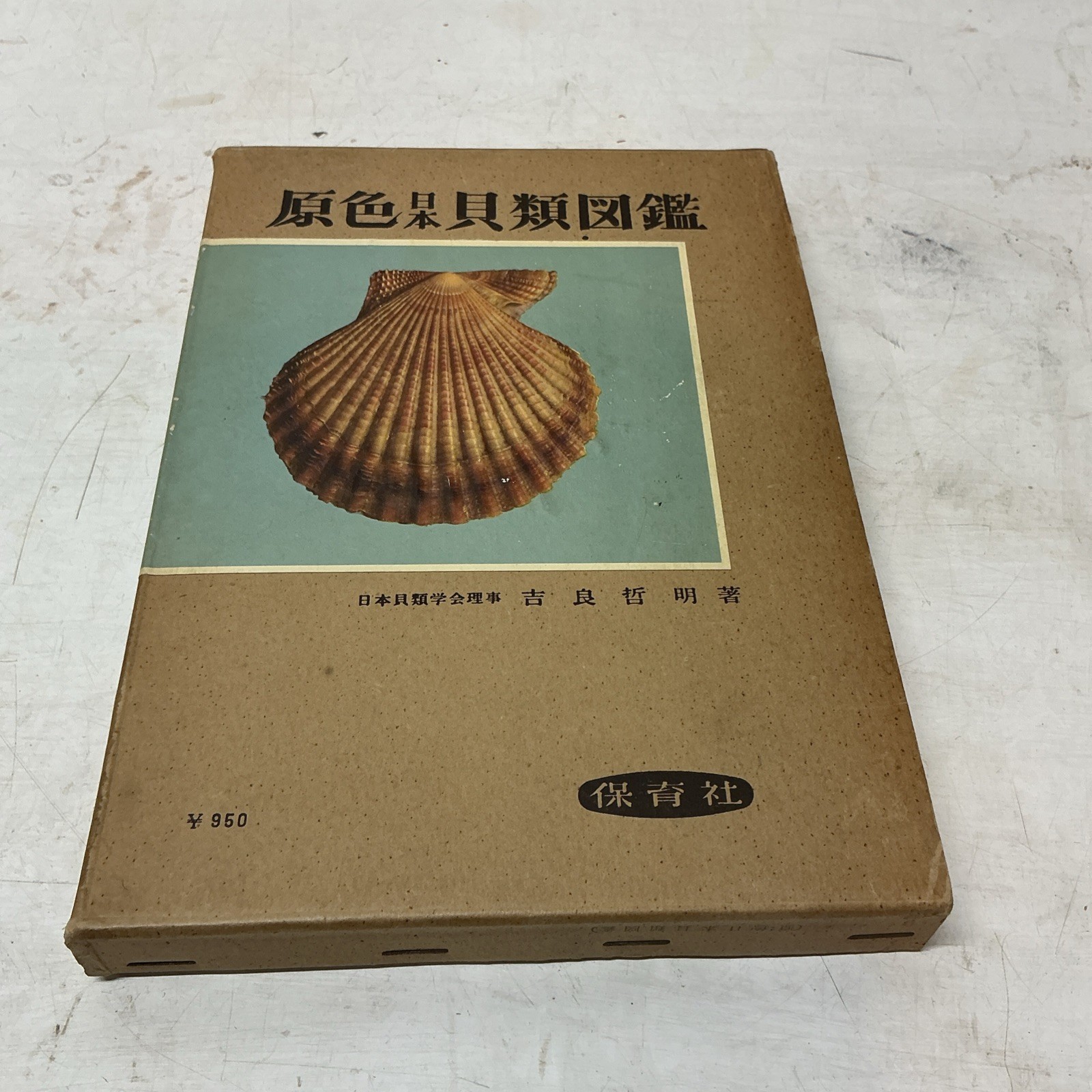 1955 Illustrated Color Guide To Japanese Shells With Slip Case/DJ In Japanese