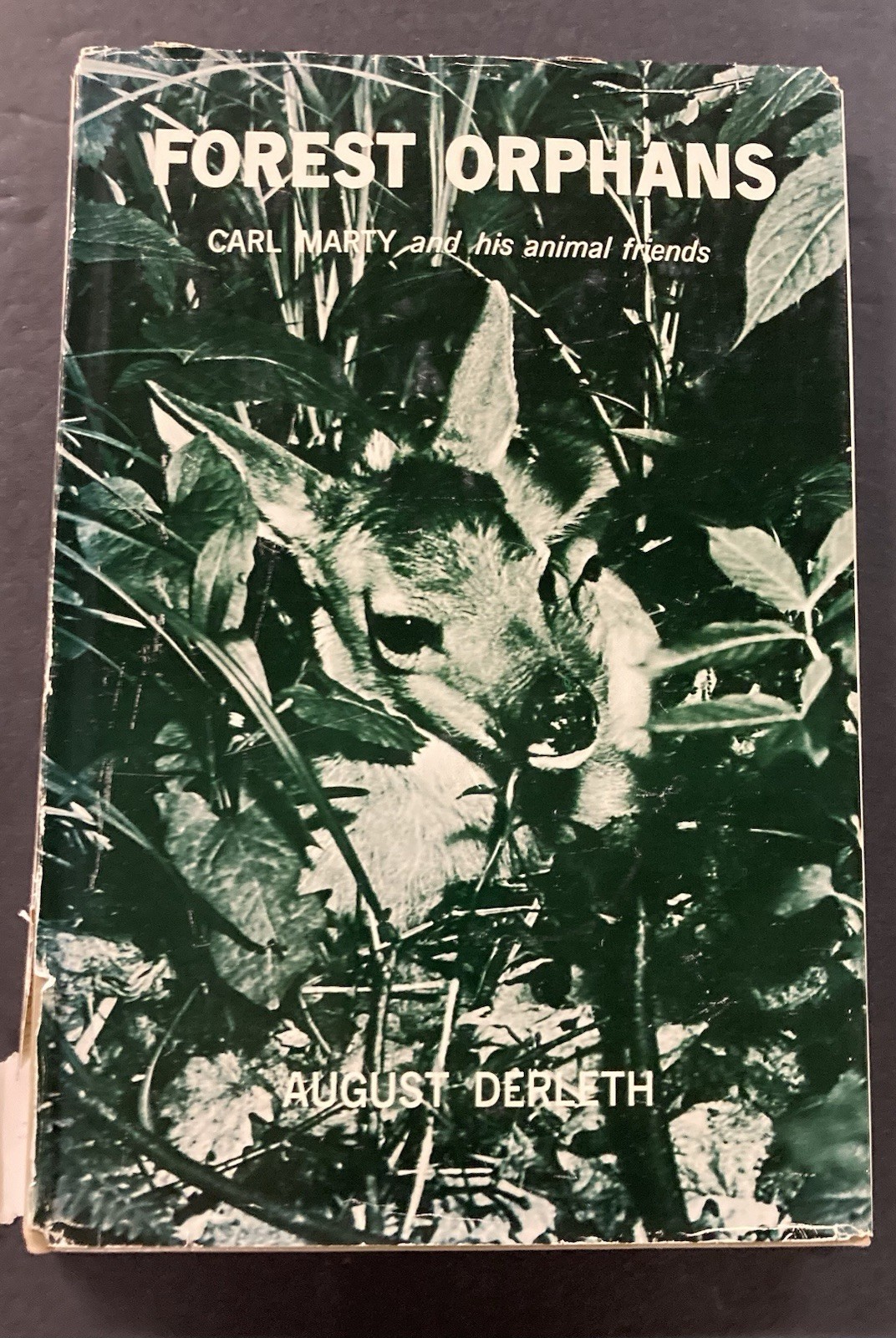 FOREST ORPHANS, CARL MARTY & Animal Friends August Derleth 1964 HCDJ Signed 1st