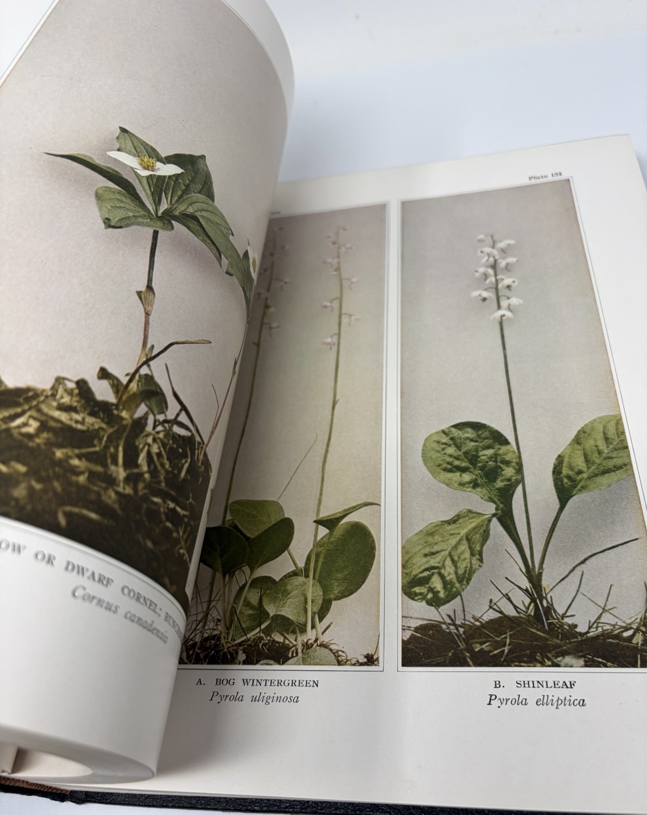 Wild Flowers by Homer D. House 1936 Antique Book Rare One Vol. Version Hardcover