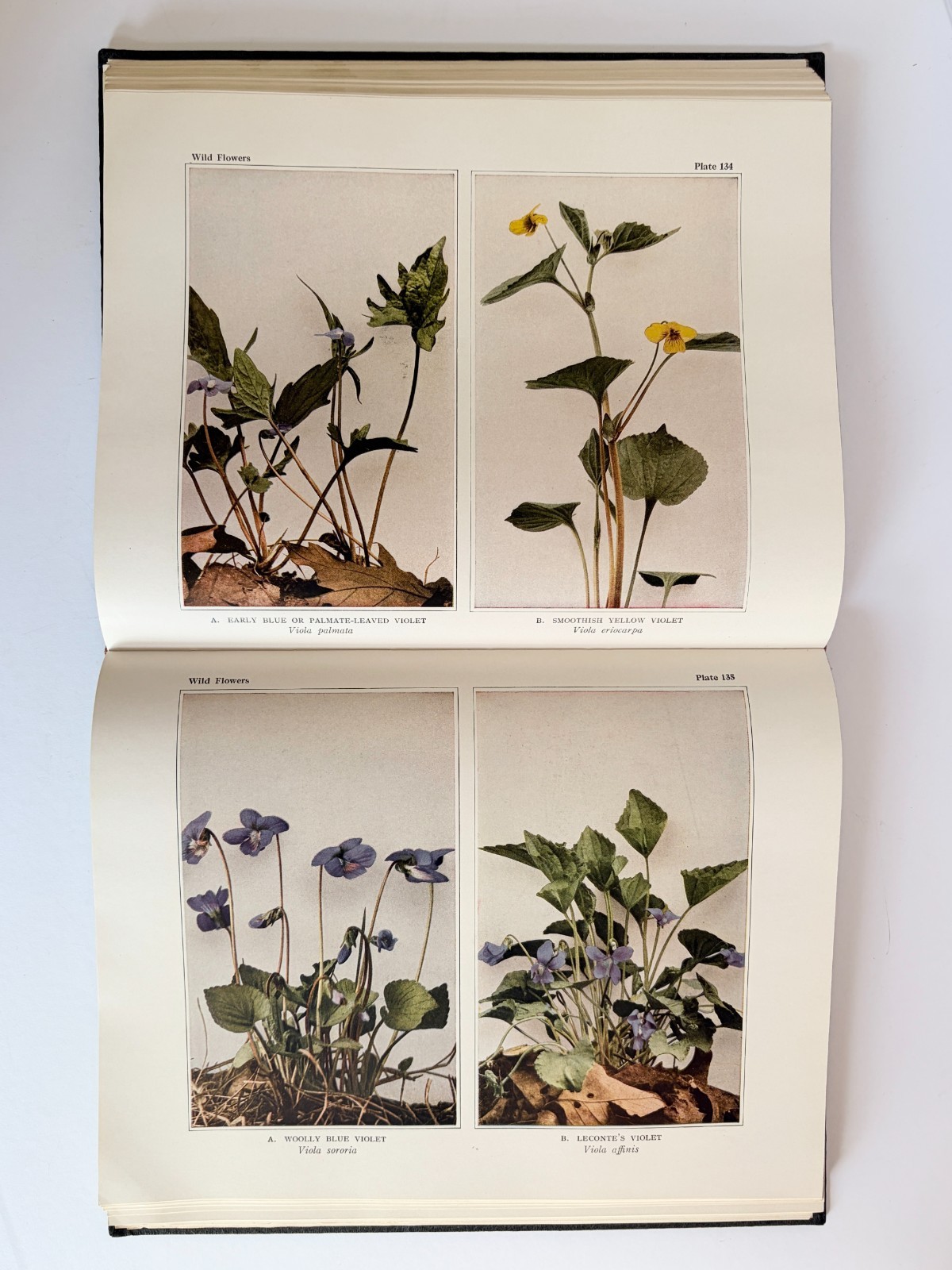 Wild Flowers Book Homer D House Macmillan 1935 Color Botanical Plates EXCELLENT
